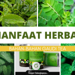Manfaat Teh Hijau, Daun Kelor, Daun Stevia, dan Daun Mint